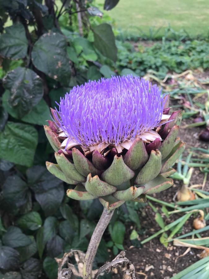 לינה וארוחת בוקר סירנססטר Field End House Strawberry Lane Meysey Hampton מראה חיצוני תמונה